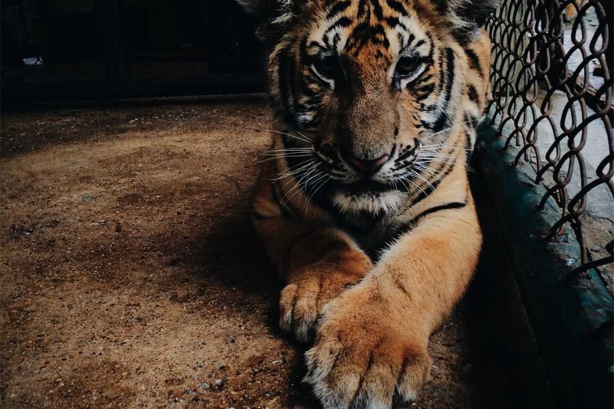 Yaz Konseri ve Açık Hava Etkinliği